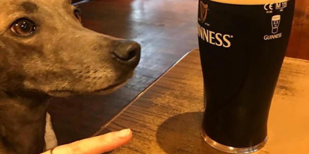 Photos of dogs with pints in pubs.